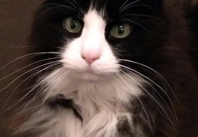 Charming black and white cat with fluffy fur and striking whiskers looking curiously into the camera.