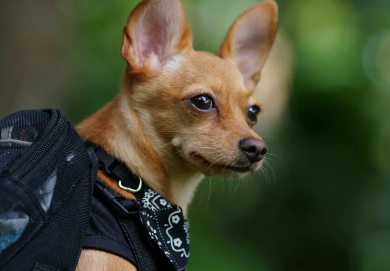 A detailed close-up portrait of a Chihuahua wearing a bandana, captured outdoors in natural light.