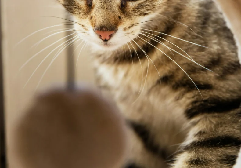 A playful tabby cat intently looking through a tube at a toy ball indoors.