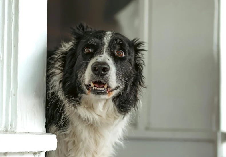 Adorable Border Collie curiously peeking out from a home's doorway, creating a charming scene.