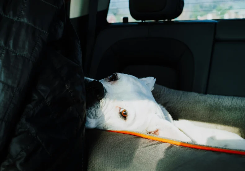 A white dog resting comfortably on a backseat in a car, hinting at a peaceful car journey.