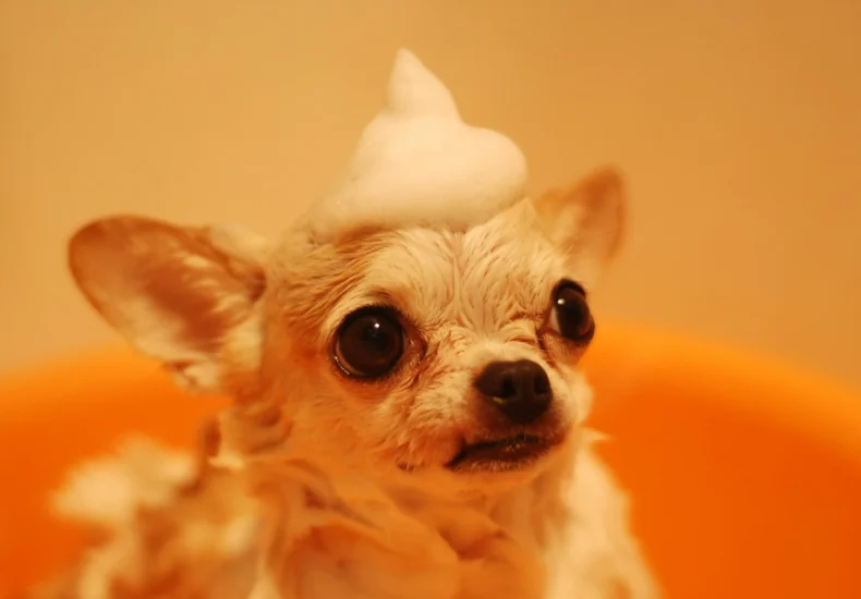 Cute chihuahua dog enjoys bath with playful foam hat in orange tub.