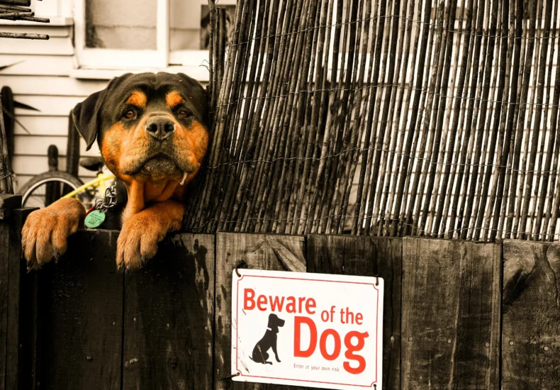 Rottweiler peeking over a fence with a 'Beware of the Dog' sign.