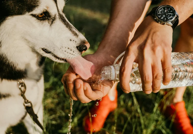 A Siberian Husky enjoys a refreshing drink outdoors with the help of a human holding bottled water.