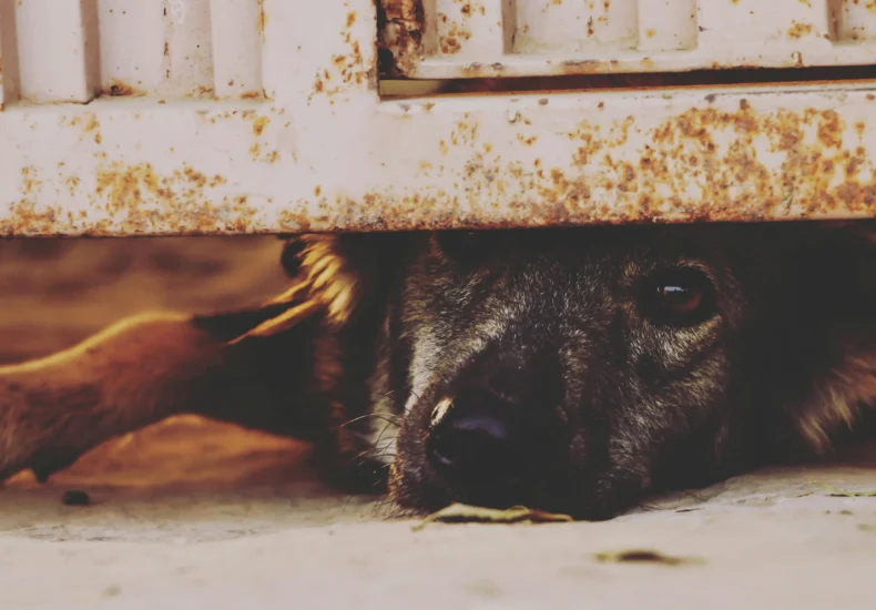 A curious dog peeks through a rusty gate, capturing a moment of curiosity outdoors.