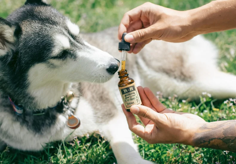A Siberian Husky being introduced to CBD oil outdoors by a tattooed hand in Denver.