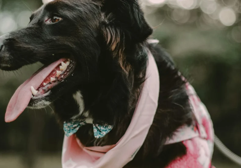 A Dog Standing Outdoors