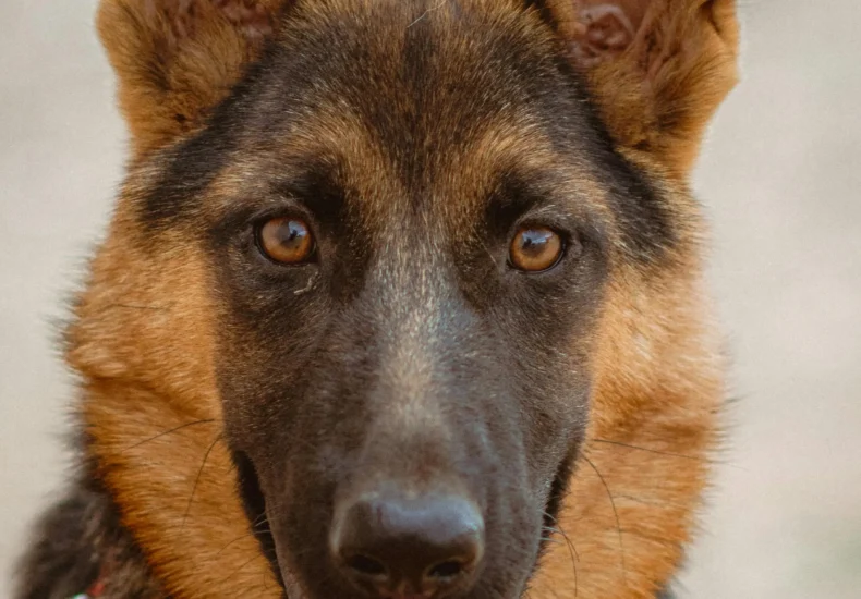 Friendly German Shepherd Dog in Jendouba