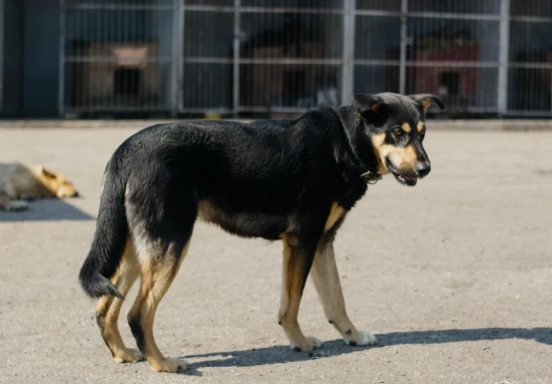 Photo of a Black Dog