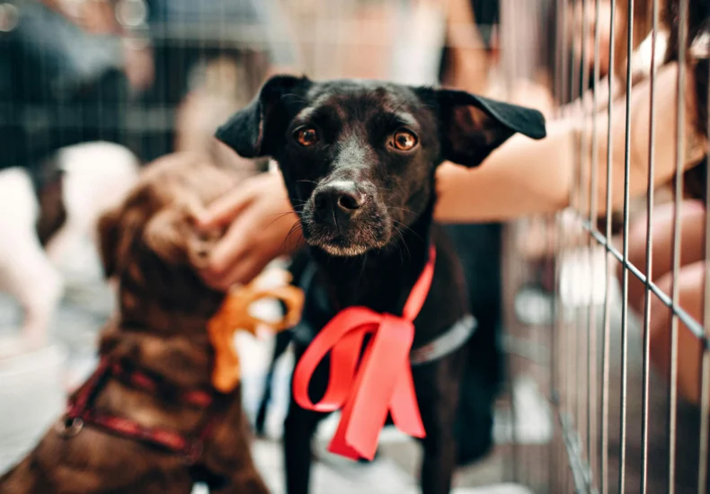 Cute black dog with red ribbon in animal shelter, symbolizing hope and rescue.