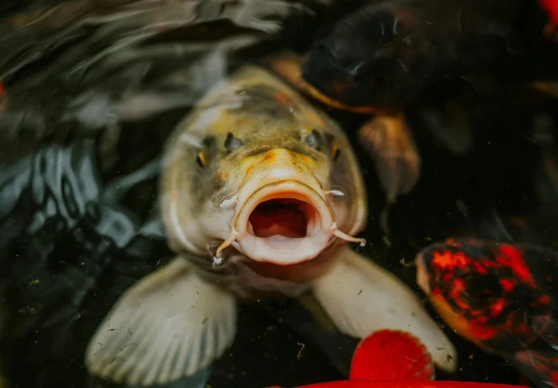 Captivating close-up of a vivid koi fish swimming in a serene pond.