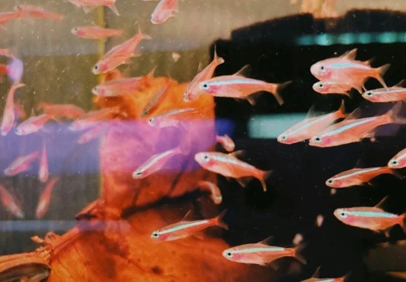 Colorful fish swimming in an aquarium setting, captured indoors in Singapore.
