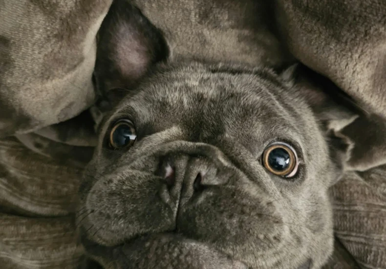 A grey French Bulldog cutely peeks out from a cozy blanket, creating a heartwarming and warm feel.
