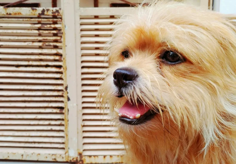 Adorable shaggy dog with a friendly expression, perfect for pet lovers.