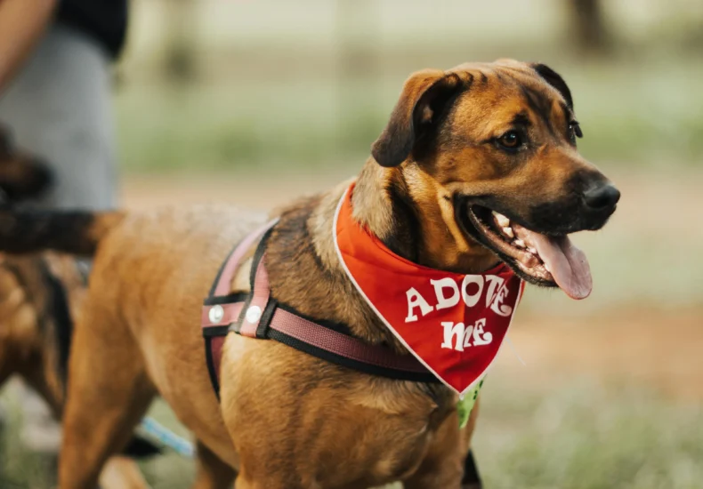 Friendly dog with adoption bandana standing in park, ideal for pet adoption themes.