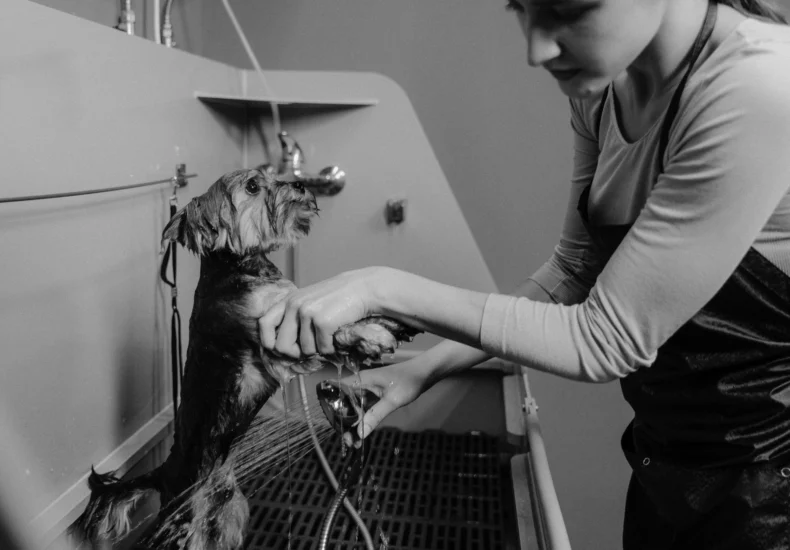 Woman washing a small dog in a grooming salon sink, black and white photo.