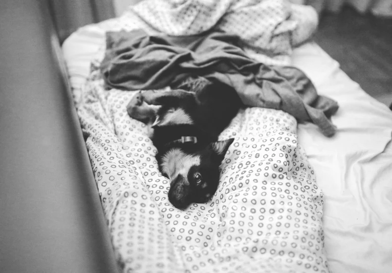 Cute puppy lying on a cozy bed in a relaxed indoor setting.