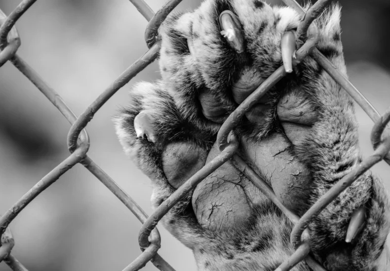 Black and white photo of a leopard paw reaching through a chain-link fence at Zacango Zoo, Mexico.