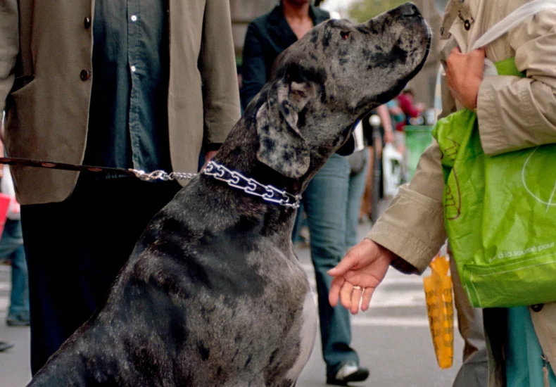 Casual encounter on a city street featuring adults interacting with a large Great Dane.