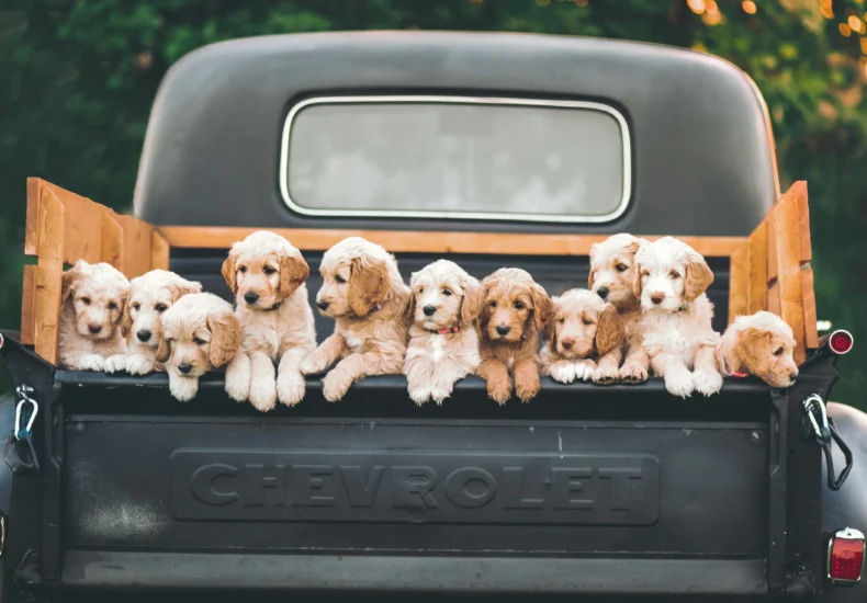 Charming puppies sitting in a vintage Chevrolet truck under a warm, sunset sky.