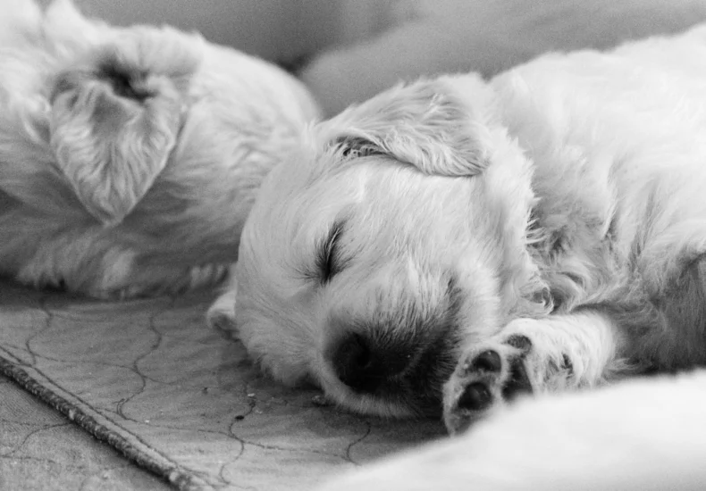 A peaceful black and white close-up of sleeping puppies on a soft surface.