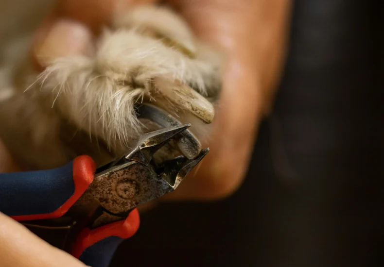 Detailed close-up of a dog's nail being trimmed with clippers.