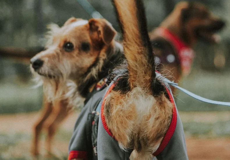 Two small dogs wearing sweaters enjoying a walk in a São Paulo park on a sunny day.