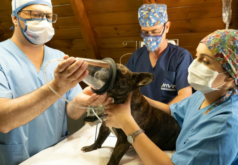 Veterinarians in a clinic preparing a French Bulldog for anesthesia treatment.