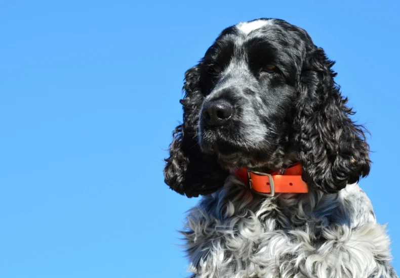 A close-up portrait of a black and white English Cocker Spaniel against a clear blue sky.