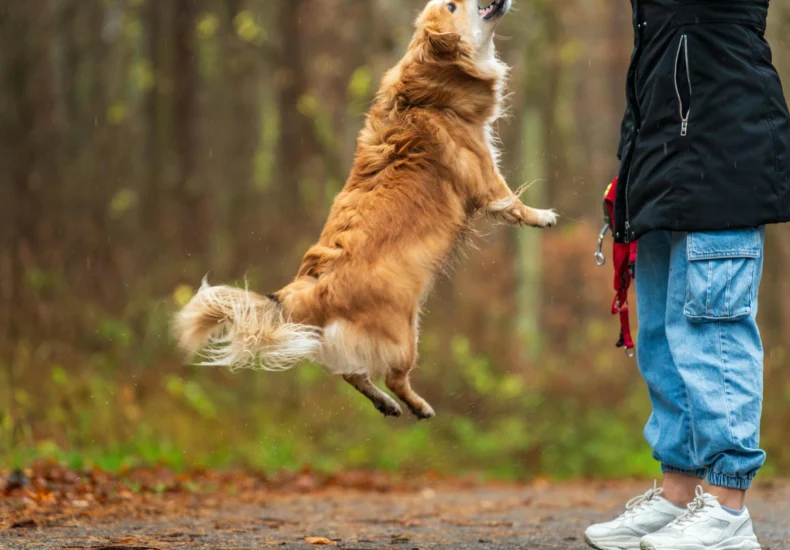 A lively dog jumps to play with its owner in a colorful autumn forest setting.