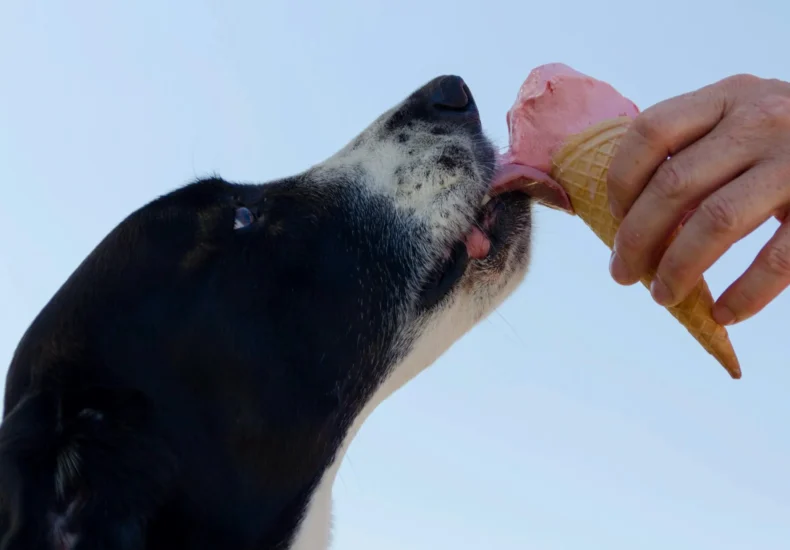Adorable dog licking an ice cream cone held by a hand outdoors. Perfect summer treat moment.