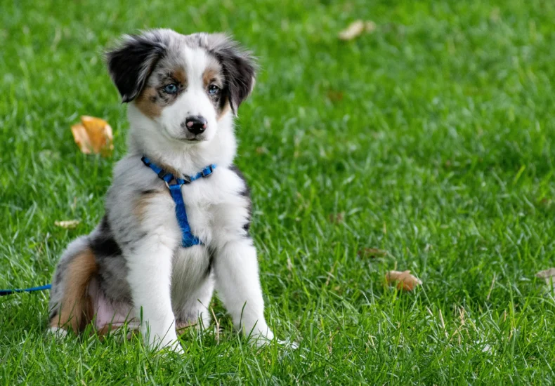 A cute Australian Shepherd puppy with blue harness sitting on a green lawn.