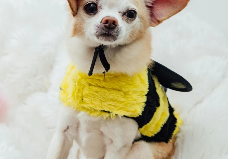 Adorable Chihuahua dressed as a bumblebee, sitting on a soft white cushion.