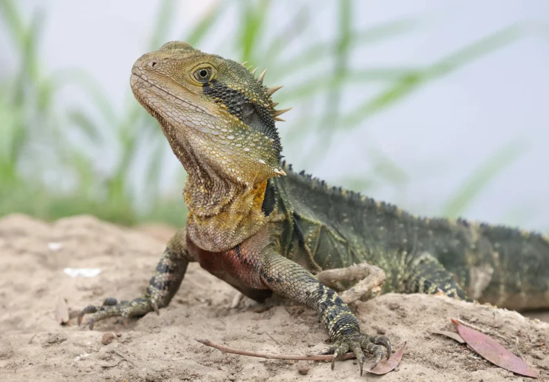 Vibrant Australian Water Dragon basking on exposed rock in a natural setting.