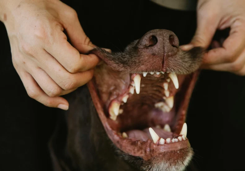 Close-up of a dog with its mouth open, held by a person, showing teeth and nose.