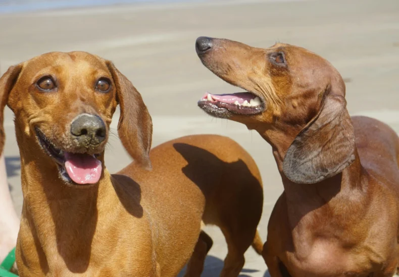 Two dachshunds smile and play on a sunny beach, capturing a joyful pet moment.