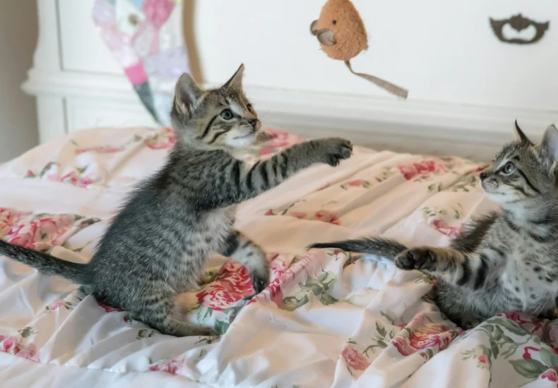 Two tabby kittens play with a toy on a floral comforter, capturing a moment of adorable playfulness.