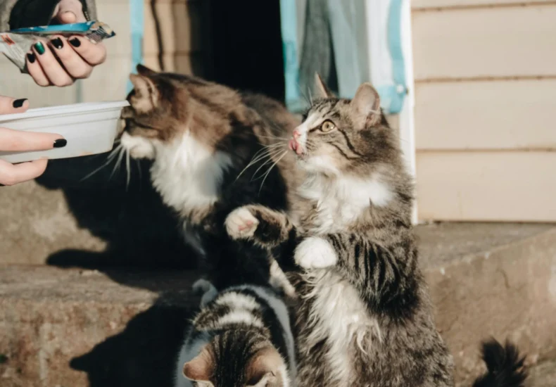 Three cats eagerly waiting for food on outdoor steps. Captured in warm sunlight, showcasing feline curiosity.