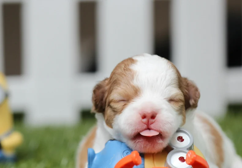 A cute puppy lies on green grass surrounded by colorful toys near a fence.