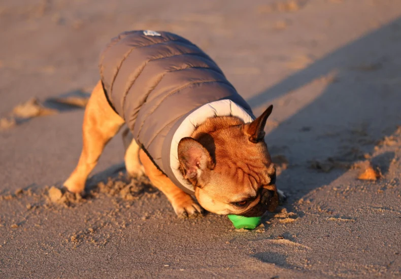 French Bulldog in jacket playing with a toy on a sunny beach.
