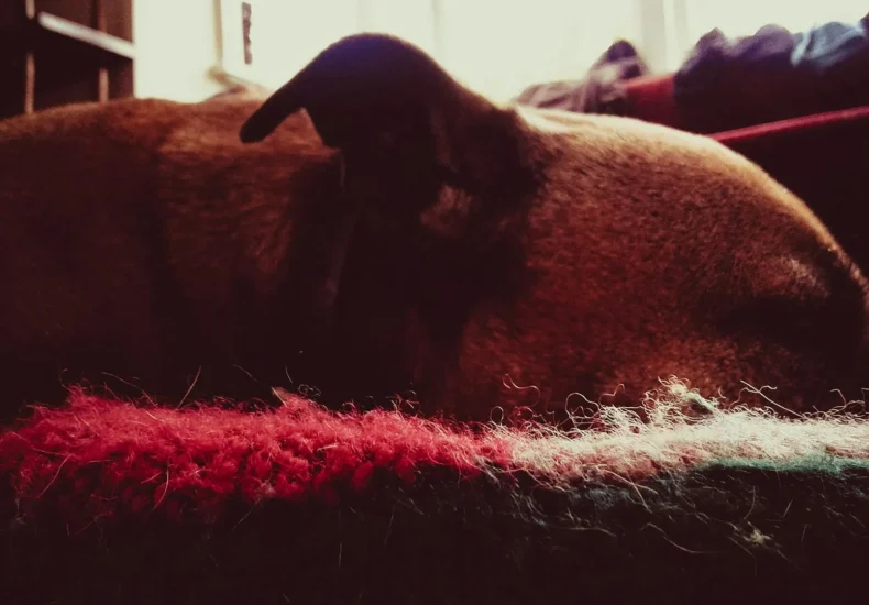 A peaceful dog sleeping on a vibrant red and green blanket in a cozy indoor setting.