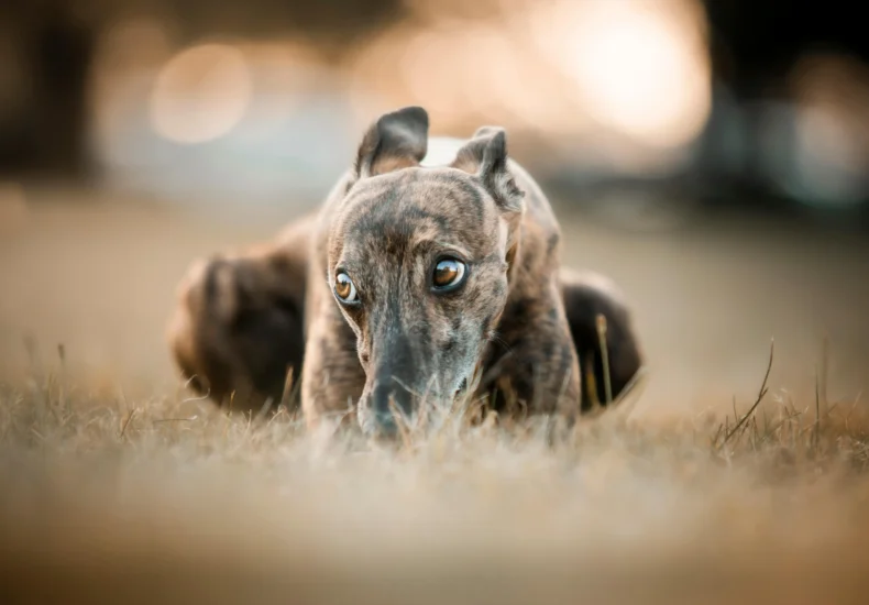 Greyhound dog lying on grass, looking intently under warm light.