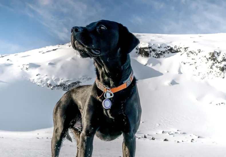 Black Labrador Retriever standing on snow, looking up against Icelandic snowy backdrop.