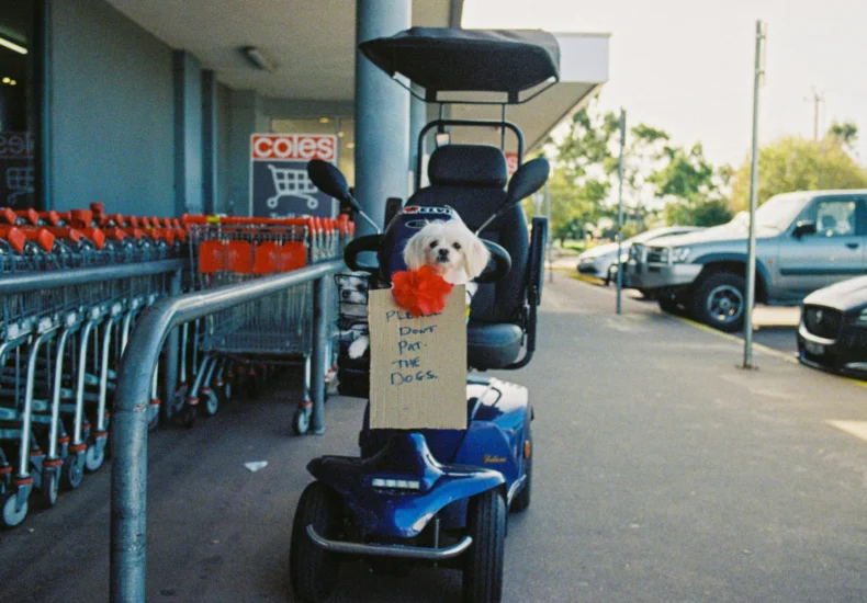 A cute dog on a mobility scooter with a sign outside a supermarket.
