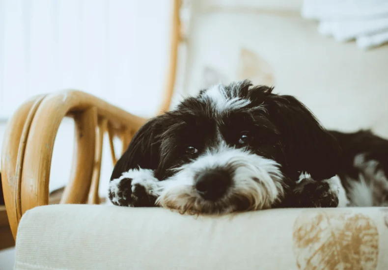 Cute black and white puppy resting on a comfortable sofa indoors, showcasing a relaxed domestic setting.
