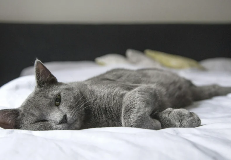A gray cat peacefully resting on a bed in a cozy indoor setting. Perfect depiction of relaxation.