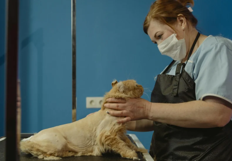Pet groomer in a salon gently handling a cat on the grooming table.