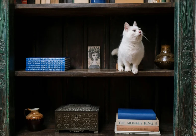 Adorable white cat curiously exploring a vintage bookshelf in a cozy home interior.