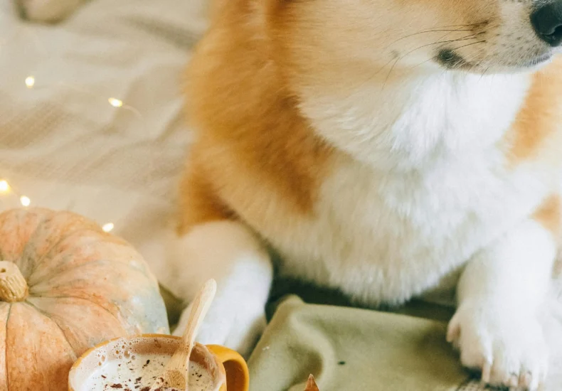 Corgi lying on bed with autumn leaves, pumpkin, and a cup of coffee. Perfect fall morning setup.