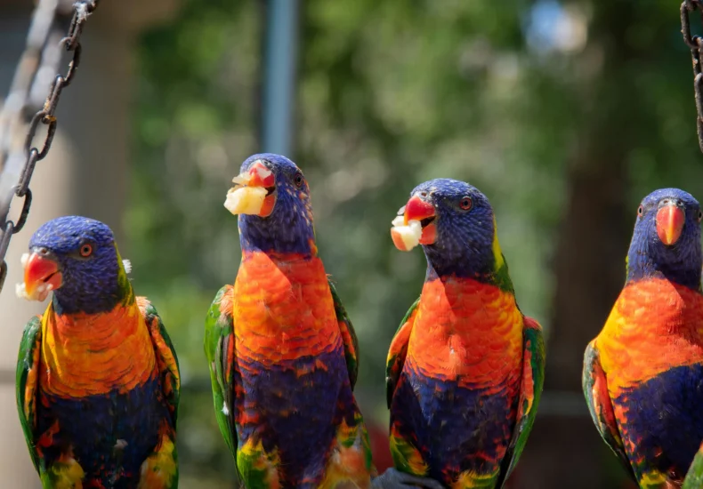 Brightly colored Rainbow Lorikeets perched and eating outdoors.